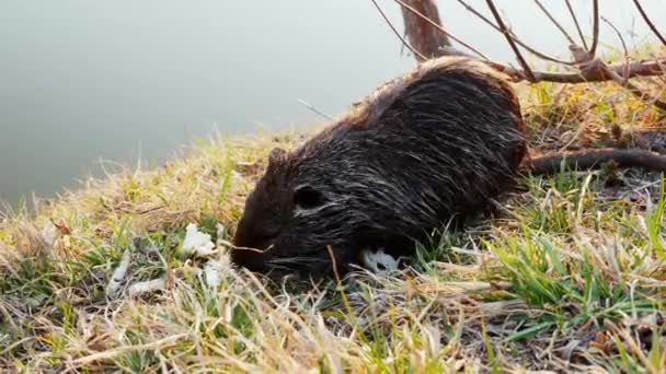 Nutria, coypu, in het wild, eet groenten in de buurt van het meer — Stockvideo