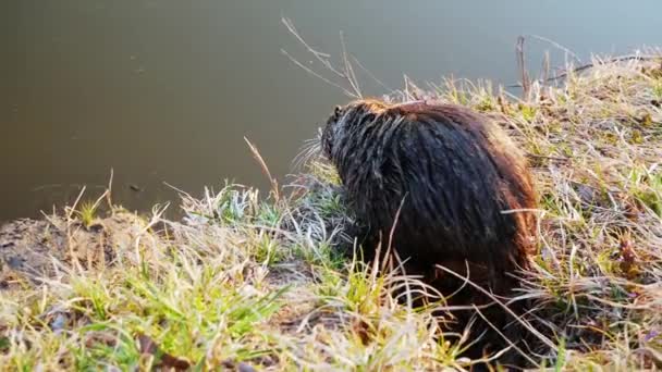 Coypu, nutria na natureza, salta em taxas, lago e nada — Vídeo de Stock