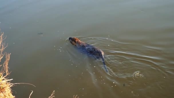 Coypu, nutria en la naturaleza, nada en tarifas, lago — Vídeo de stock