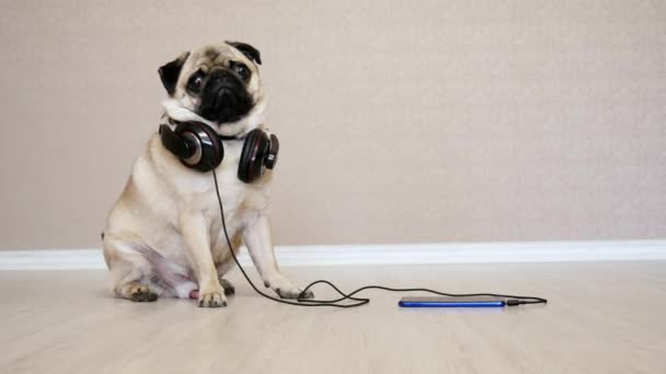 Retrato de perro lindo, divertido pug en auriculares escuchando música, perro sorprendido — Vídeo de stock