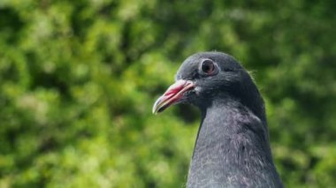 Parkta güvercin yakın çekim portre