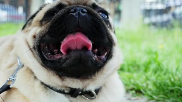 Portret van een Pug Dog liggend op de straat ademen zwaar — Stockvideo