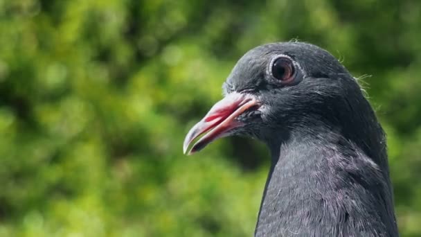 Parkta güvercin yakın çekim portre — Stok video