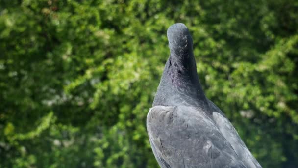 Retrato de pombo, pomba no parque — Vídeo de Stock