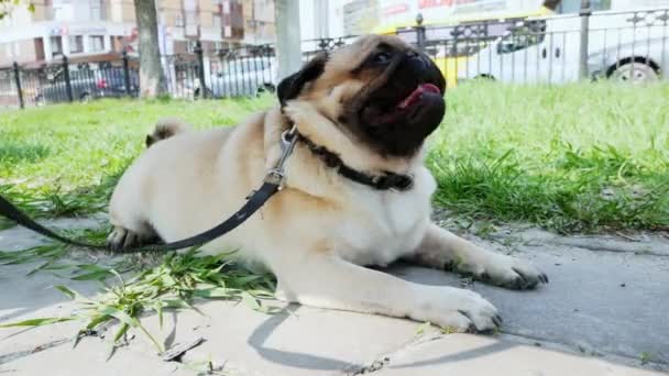 Aranyos mopszli kutya fekszik az utcán lélegzik erősen — Stock videók