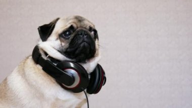 Büyük kulaklıklar ile müzik dinle komik pug köpek Portresi