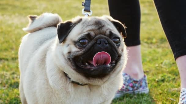 Porträtt av en söt lycklig mops hund i den soliga parken — Stockvideo