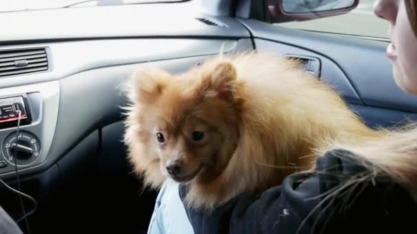 Kvinna reser med söt hund spitz i bilen — Stockvideo