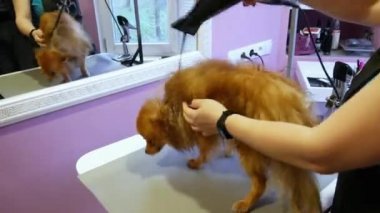 Kadın kuaförü banyo yaptıktan sonra saç kurutma makinesiyle Spitz köpek kılı kurutuyor..