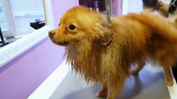 Spitz perro mojado en la recepción en el peluquero, secado de lana — Vídeos de Stock