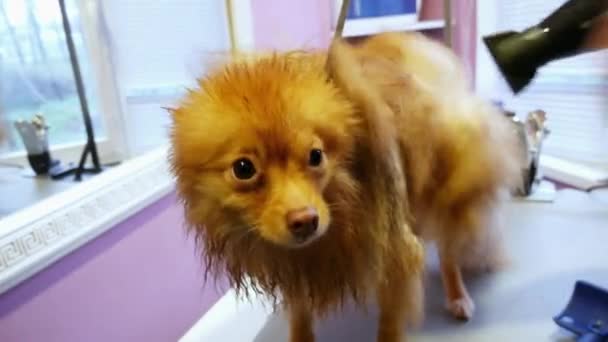 Portrait of wet dog spitz at the reception at the groomer — Stock Video