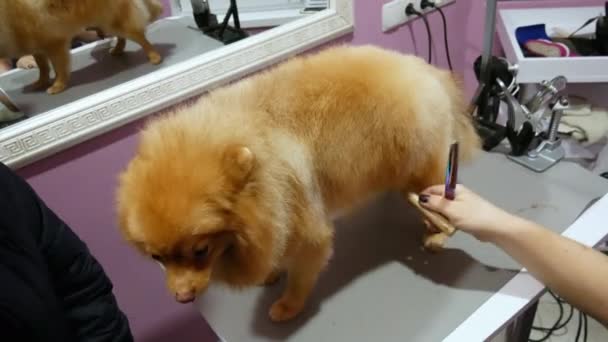 Dog Grooming. Woman groomer cuts dog spitz — Stock Video