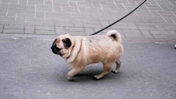 Mojado pug caminar en el camino con una correa — Vídeos de Stock