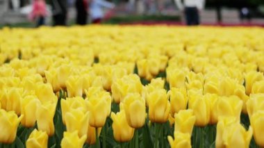 Güzel parkta açan sarı lalelerin yakın çekim, birçok çiçek