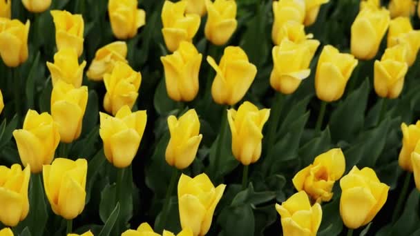 Žluté tulipány kvetoucí v krásném parku, mnoho květin — Stock video