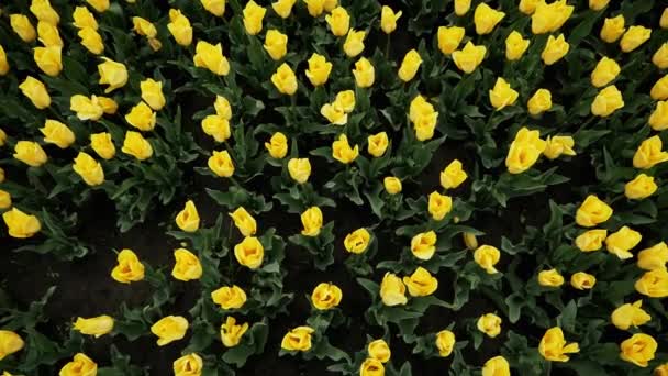 Vue de dessus des tulipes jaunes fleurissant dans un beau parc, de nombreuses fleurs — Video