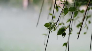 Fırtınalar, yağmur, sis ve bir sokakta sıçramaları sırasında yapraklı ağaçlar