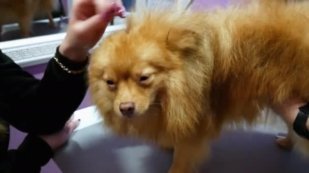 Девушка гладит симпатичного Спитца, собака в парикмахерской — стоковое видео