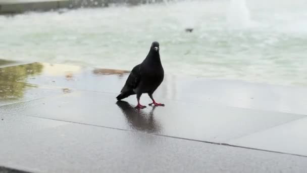 Taube am Brunnen, Taube im Park — Stockvideo