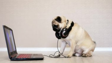 Komik pug köpek büyük kulaklıklar ile, bir dizüstü bilgisayarın ekranına bakar