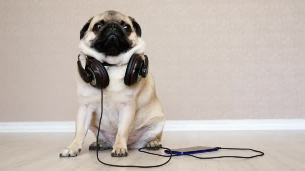 Perro lindo, divertido pug en auriculares escuchando música, perro relajante — Vídeos de Stock