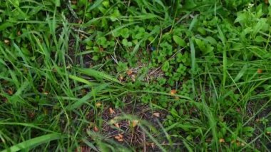 Ormanda çimüzerine atılan plastik bardak, plastik kirliliği