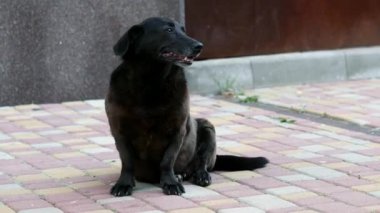 Üzgün yalnız karışık cins köpek şehir caddesinde oturan, mutsuz evsiz siyah köpek