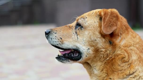 Szomorú magányos kevert-tenyészt kutya arckép, szerencsétlen hajléktalan barna kutya-ban forradás — Stock videók
