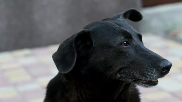 Sad lonely mixed-breed dog portrait, unhappy homeless black dog — Stock Video
