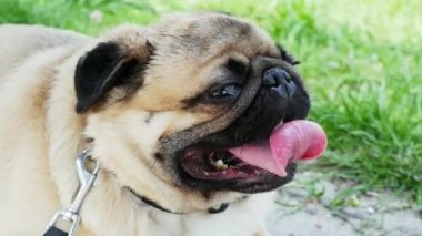 Sıcak havalarda yatan ve ağır nefes alan bir pug köpek portresi