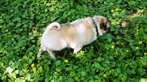 Rolig hund mops kissar i gräset sedan rader marken — Stockvideo