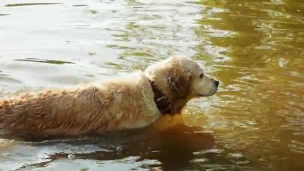 Gelukkig Golden Retriever wandelen in vuil water. Natte Labrador zwemt in de vijver — Stockvideo