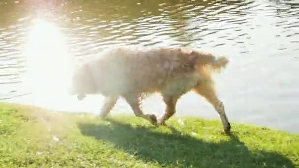 Mutlu ıslak altın retriever dağ gölet boyunca yürüyor — Stok video