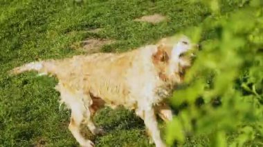 Komik ıslak retriever veya labrador köpek doğada su kapalı sallayarak