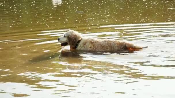 Islak av köpeği doğanın kirli gölünde suyu sallıyor. — Stok video