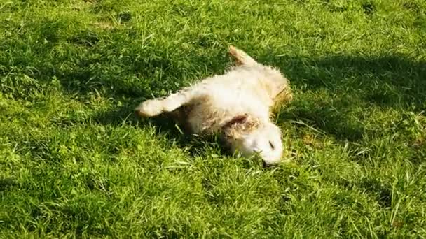 Playful wet retriever or labrador scratches his back against the grass. Dog cross rolling around on the lawn — Stock Video