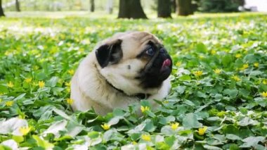 Yoğun nefes ormanda çiçekli bir çayır üzerinde yatan pug köpek portresi