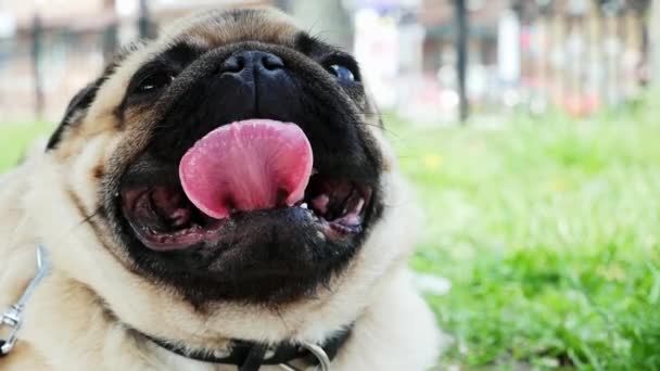 Portret van een Pug Dog met tong steken uit en ademen zwaar — Stockvideo