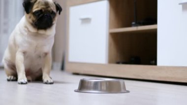 Pug köpek yiyecek bir kase önünde bekliyor, komut uyguluyor, kadar çalışır ve yemek yemek