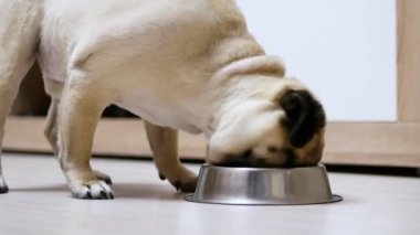 Aç bir pug köpek hevesle bir kase den yemek yiyor ve yalar