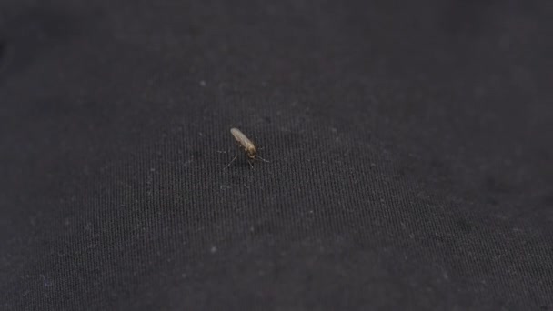 Mug zuigt menselijk bloed door kleren, man doodt een gnat — Stockvideo