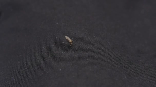 Moustique suce le sang humain à travers les vêtements, l'homme tue un moucheron 