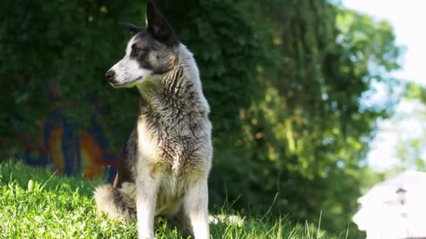 陽気で活発な混合犬の肖像画、幸せなホームレスの犬は、公園の草の上に座っています — ストック動画