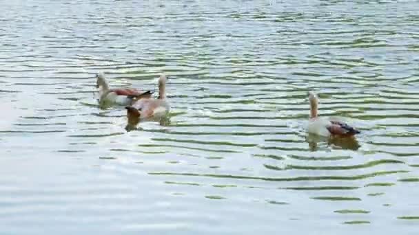一群野生棕鸭子在水中游泳，鸟儿在水中游 — 图库视频影像