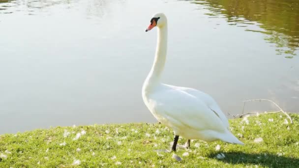 Schöner einsamer weißer Schwan steht am Ufer des Sees, schaut sich um, kämmt aus — Stockvideo