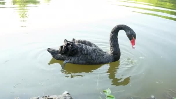 Nádherná osamělá Černá labuť plave v jezeře, žere ve vodě, koncept divoké zvěře — Stock video