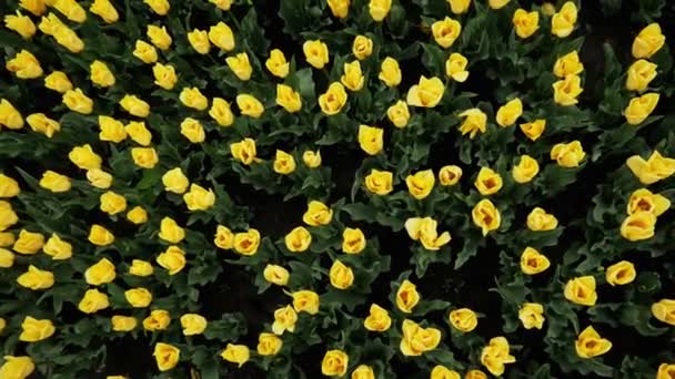 Vista superior de tulipanes amarillos floreciendo en hermoso parque, muchas flores — Vídeo de stock