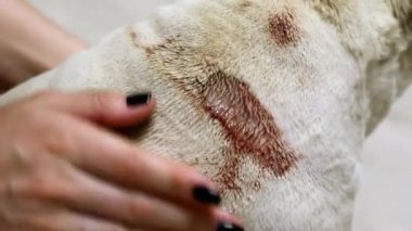 Yakın çekimde hasta bir köpeğe egzama, pug'Un sırtında büyük pürülan yara