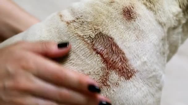 Herida purulenta grande en la parte posterior de un pug, eczema en un perro enfermo en primer plano — Vídeos de Stock