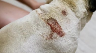 Yakın çekimde hasta bir köpeğe egzama, pug'Un sırtında büyük pürülan yara